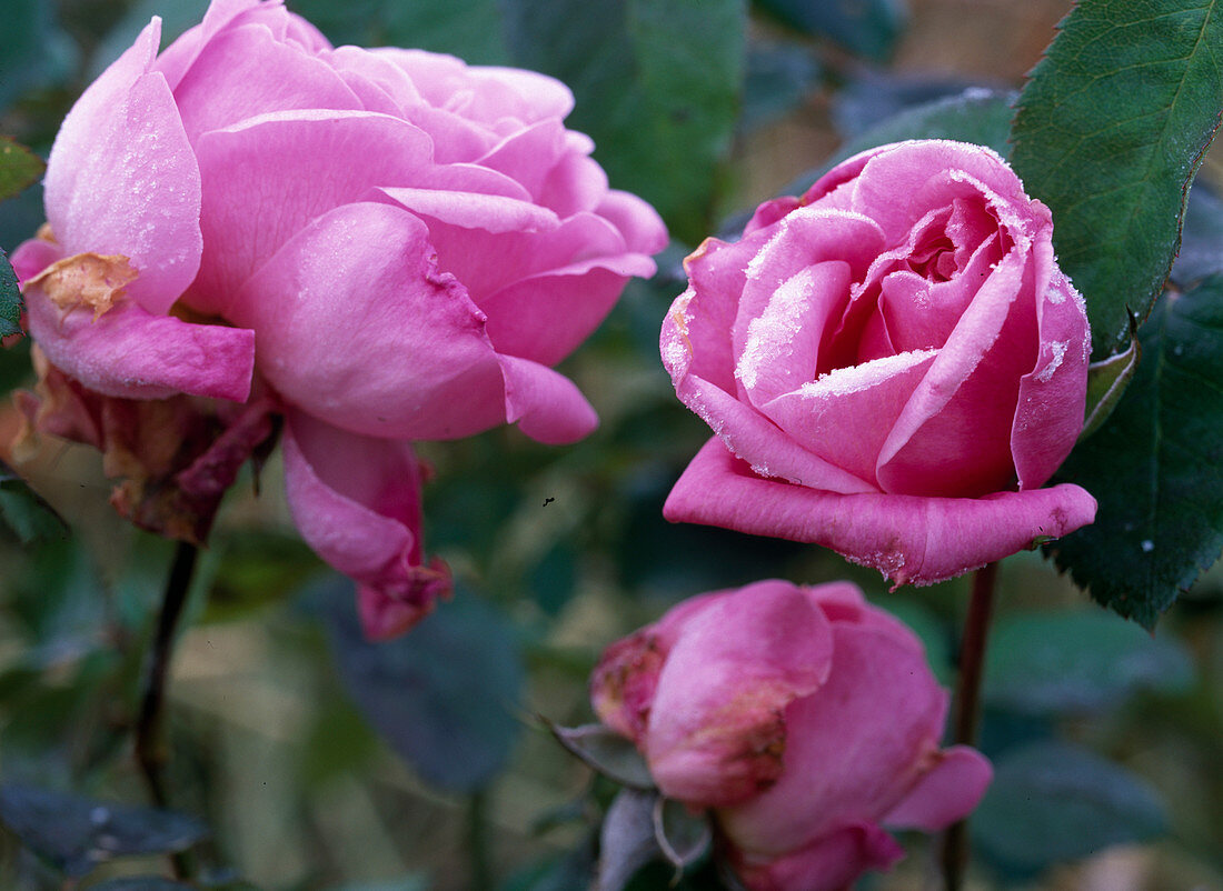 Rose, Engl. Rose 'Mary Rose' after the first frost