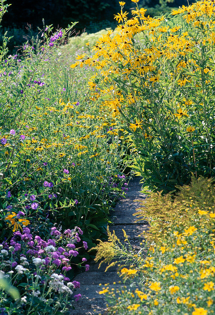 Path bordered with Rudbeckia