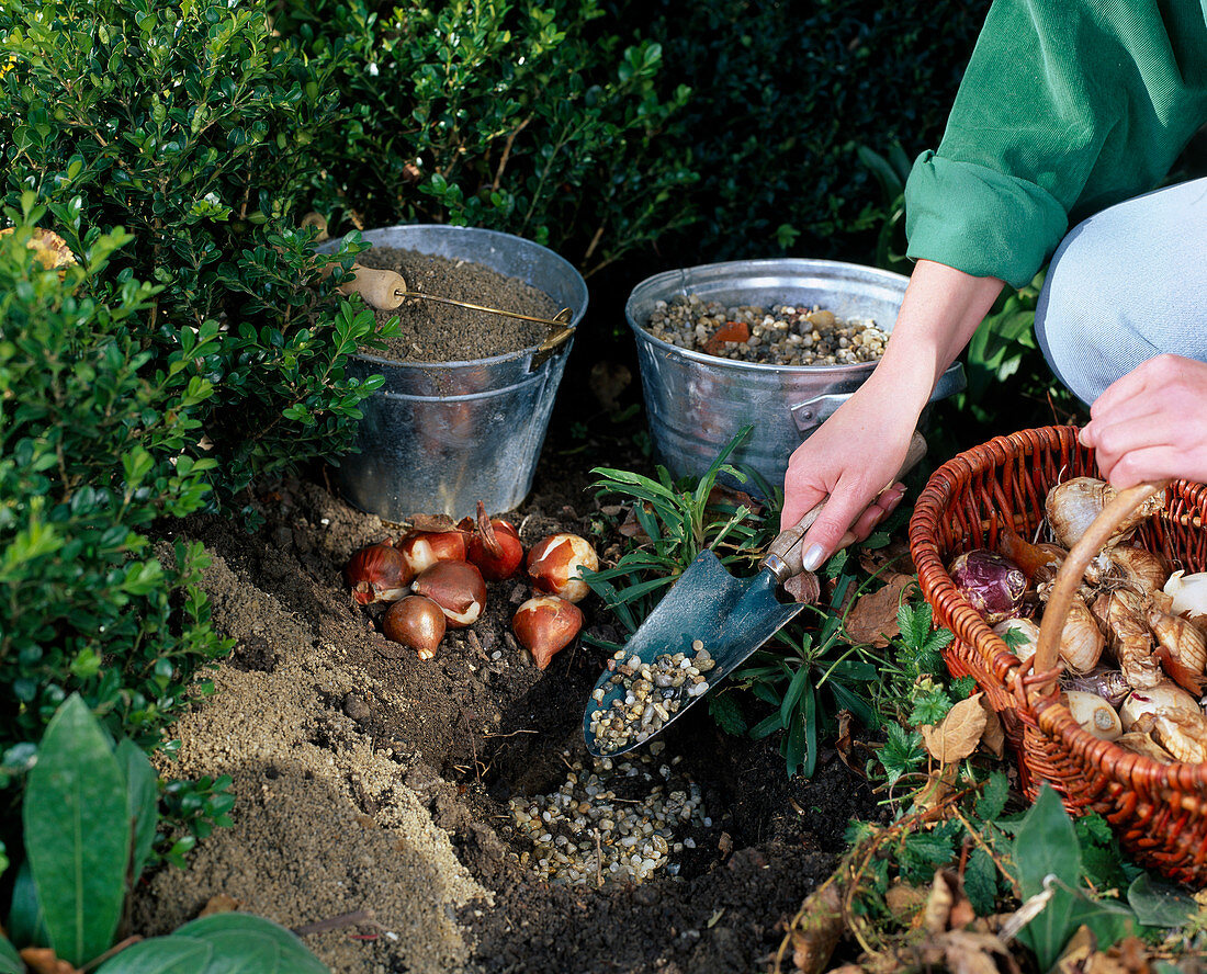 Plant spring onions