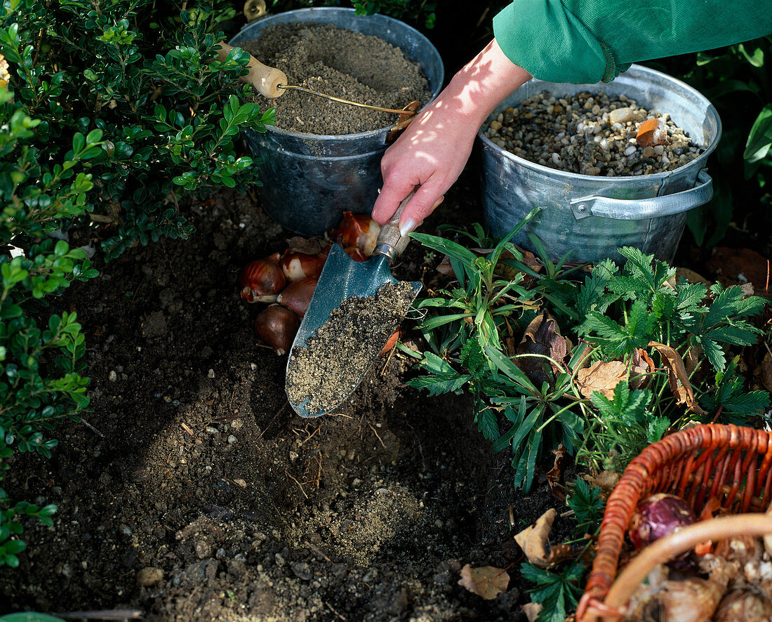 3rd step: Planting spring onions