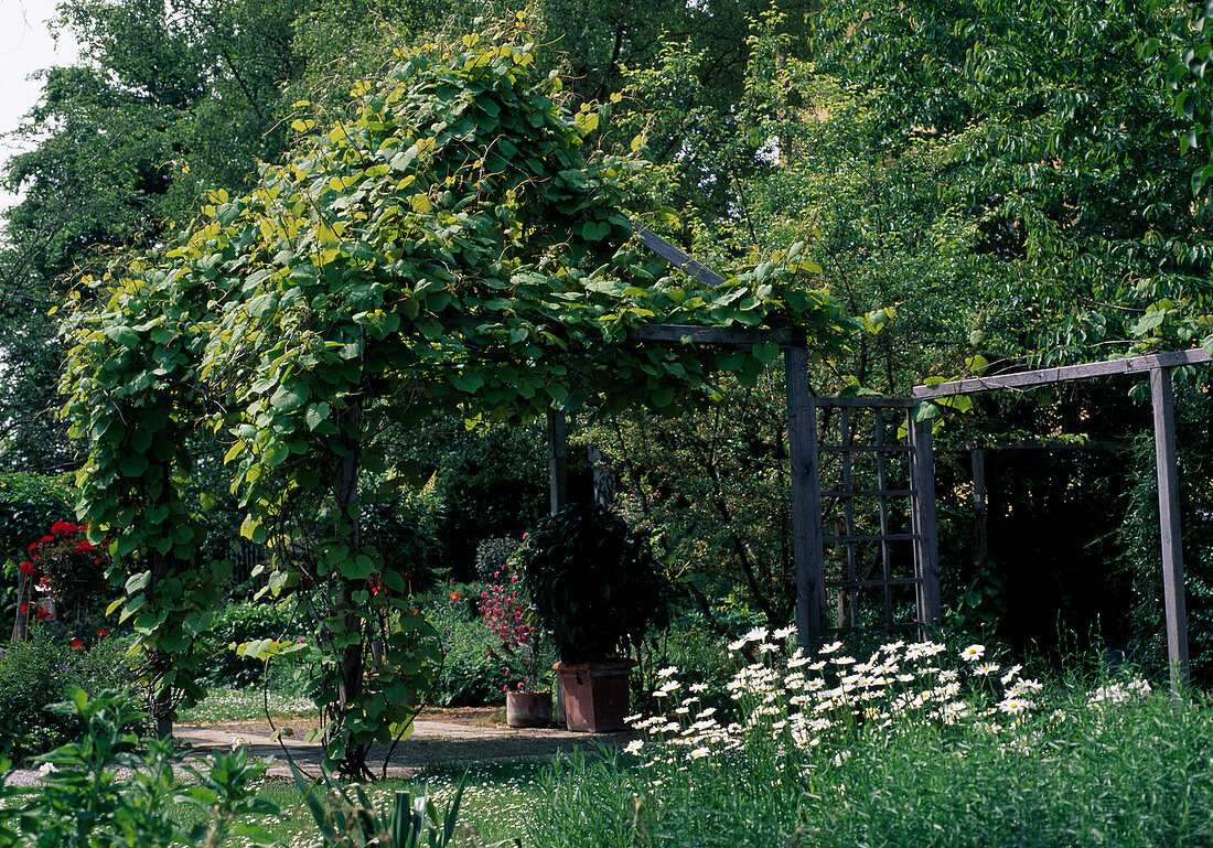 Pergola mit Vitis coignetiae