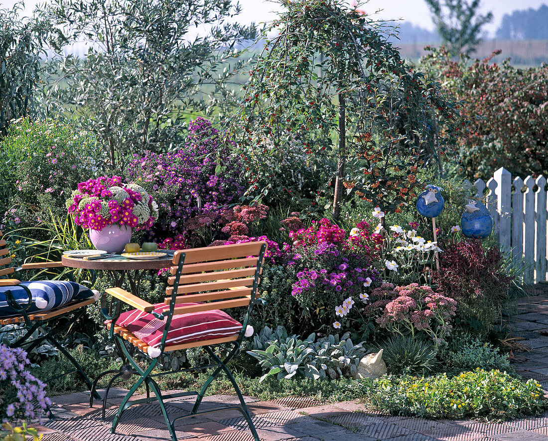 Sitzplatz im Garten: Aster, Sedum (Fetthenne)