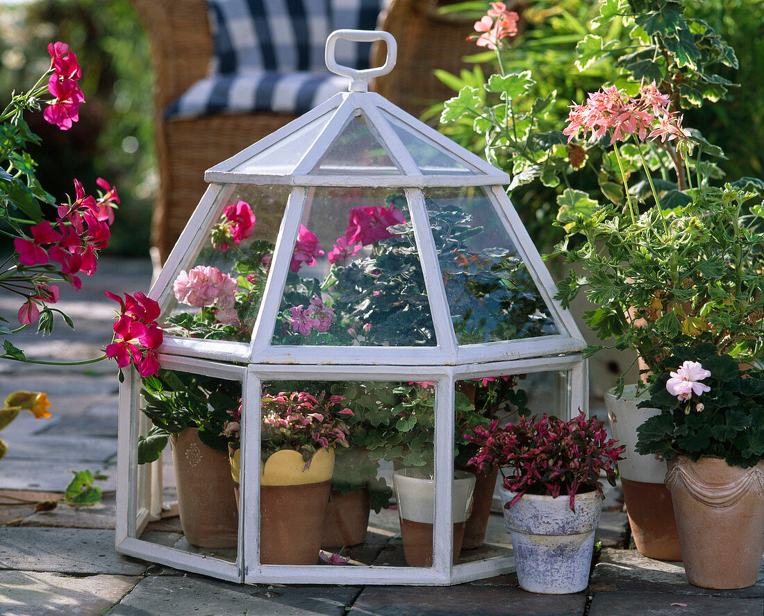 Töpfe mit Pelargonium (Geranien) und Alternanthera