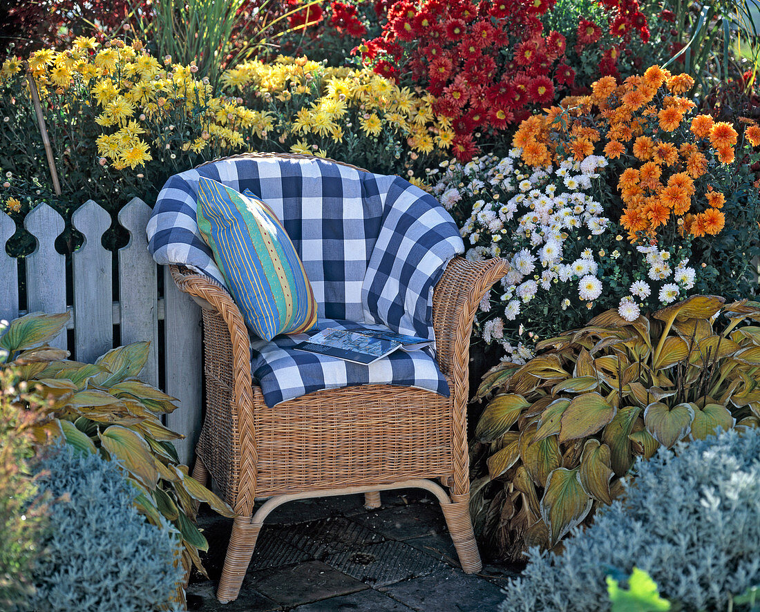 Autumn chrysanthemums in the garden with wicker chair