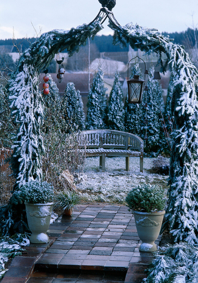 rose arch in winter