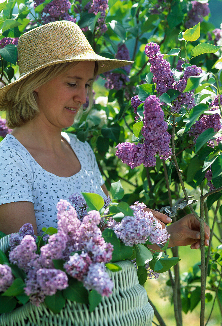 Lilac cutting for bouquet