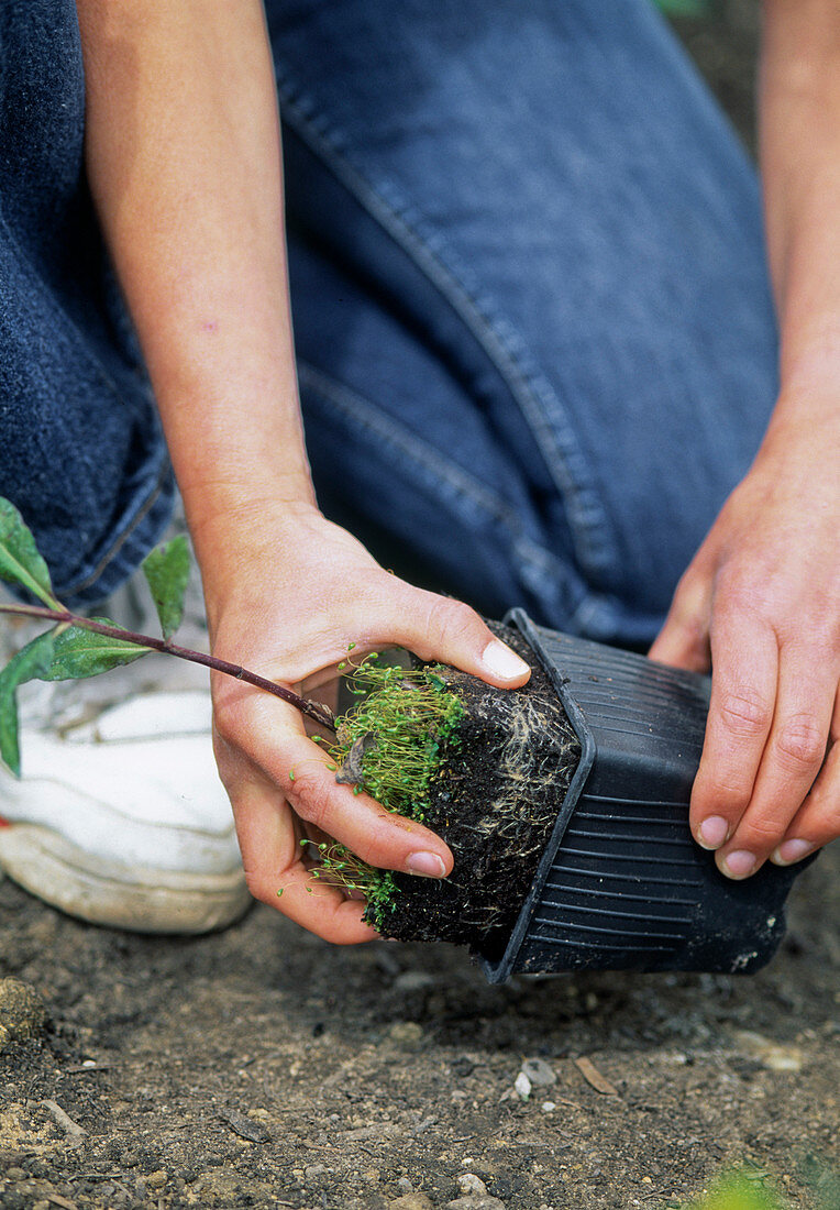 Planting perennials 