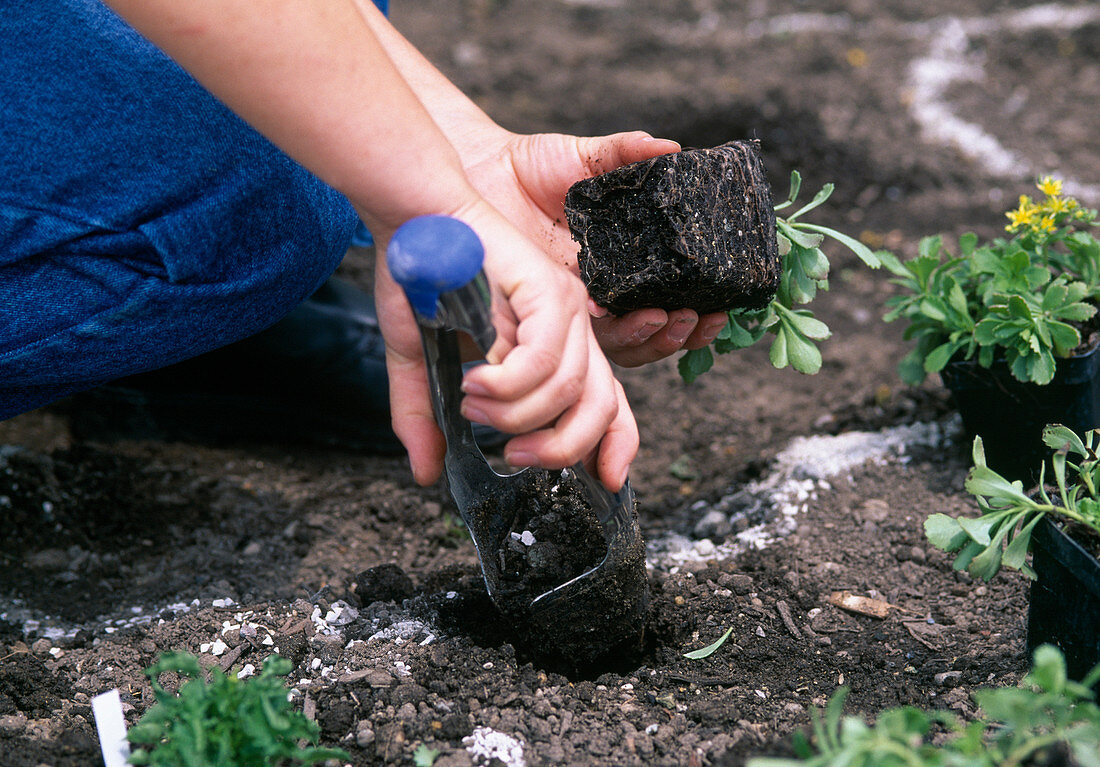 Planting a perennial bed: 14