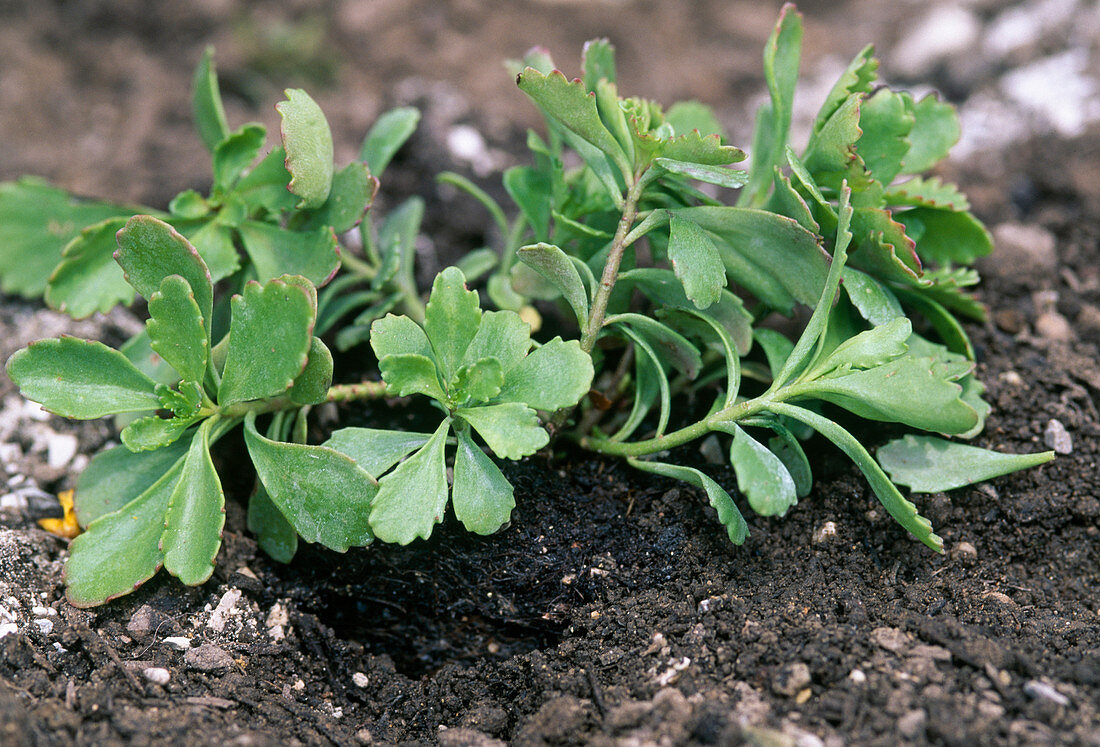 Planting a perennial bed: 20