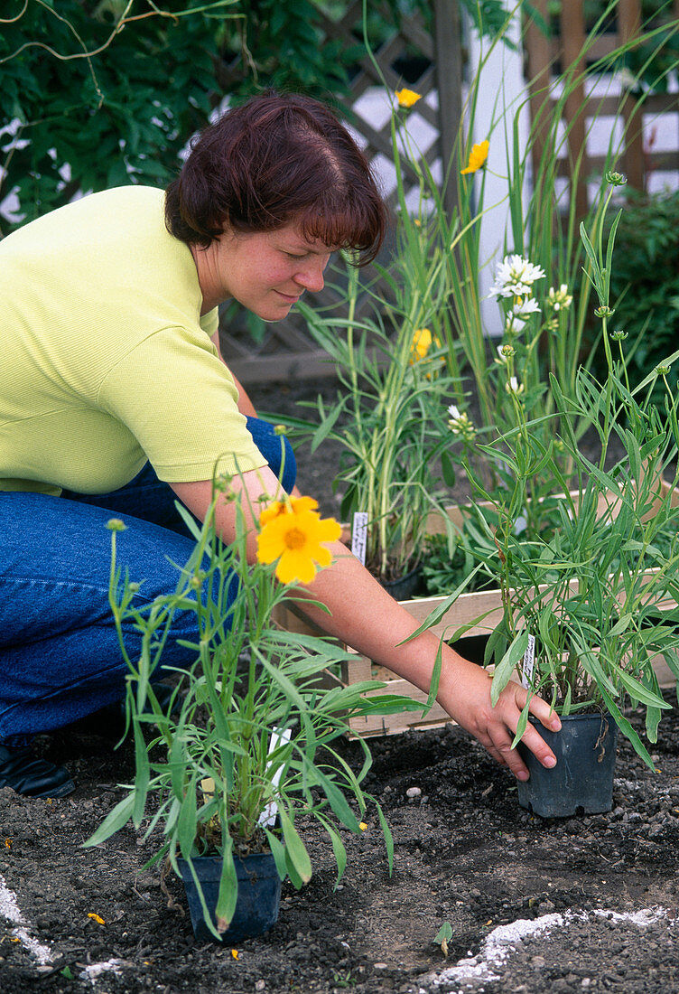 Planting a perennial bed: 9.Step: Lay out Campanula grandiflora 'Alba' according to the planting plan