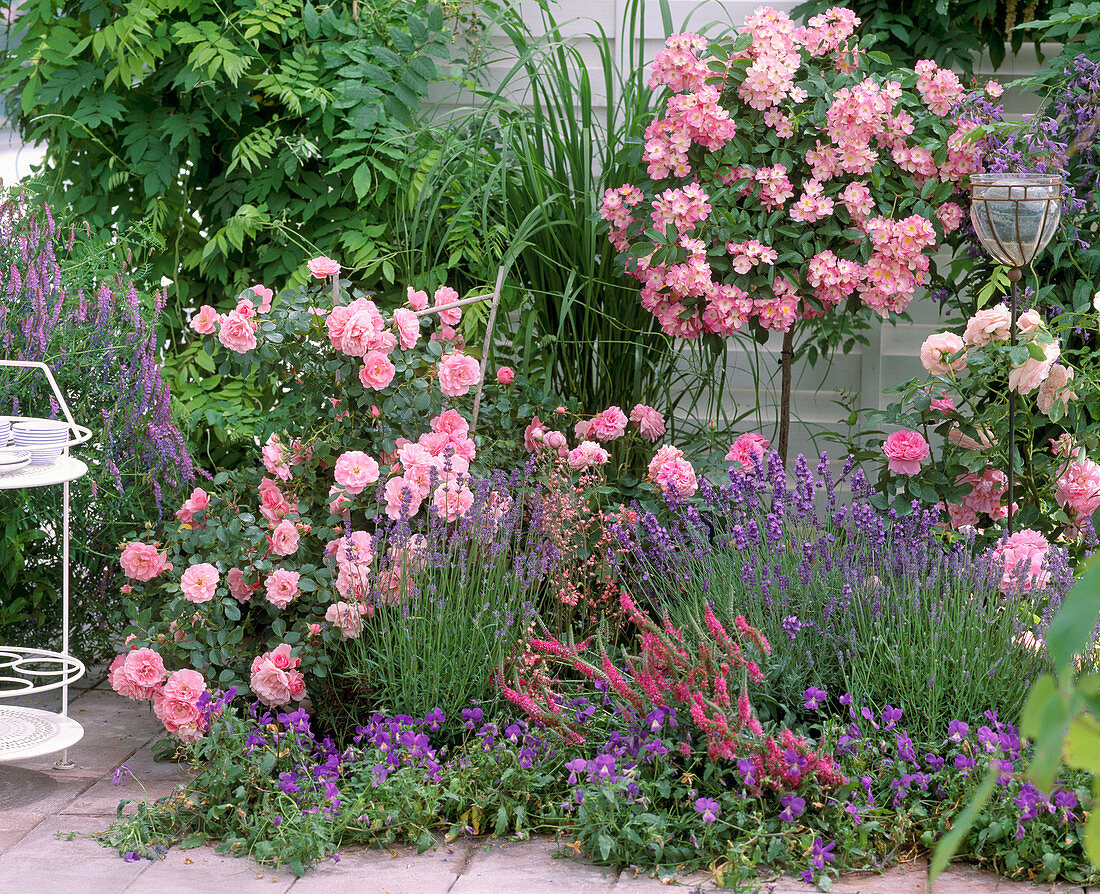 Rose 'Gertrude Jekyll', Stämmchenrose 'Ballerina'