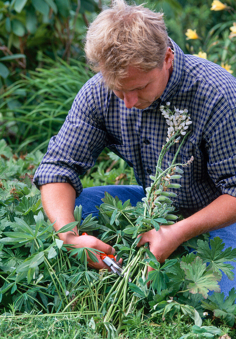 Cut back lupinus after flowering