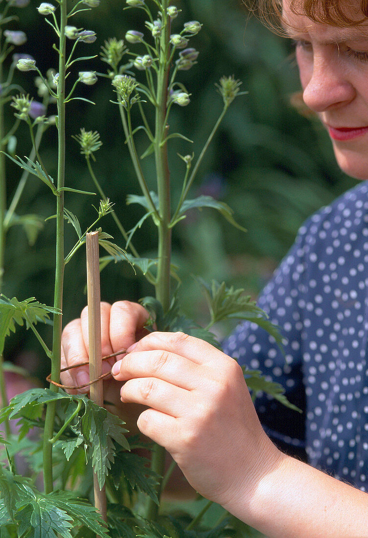 Delphinium an einem Stab Binden