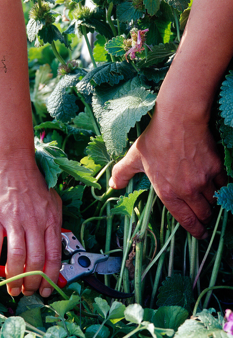 Rückschnitt von Stauden nach der Blüte