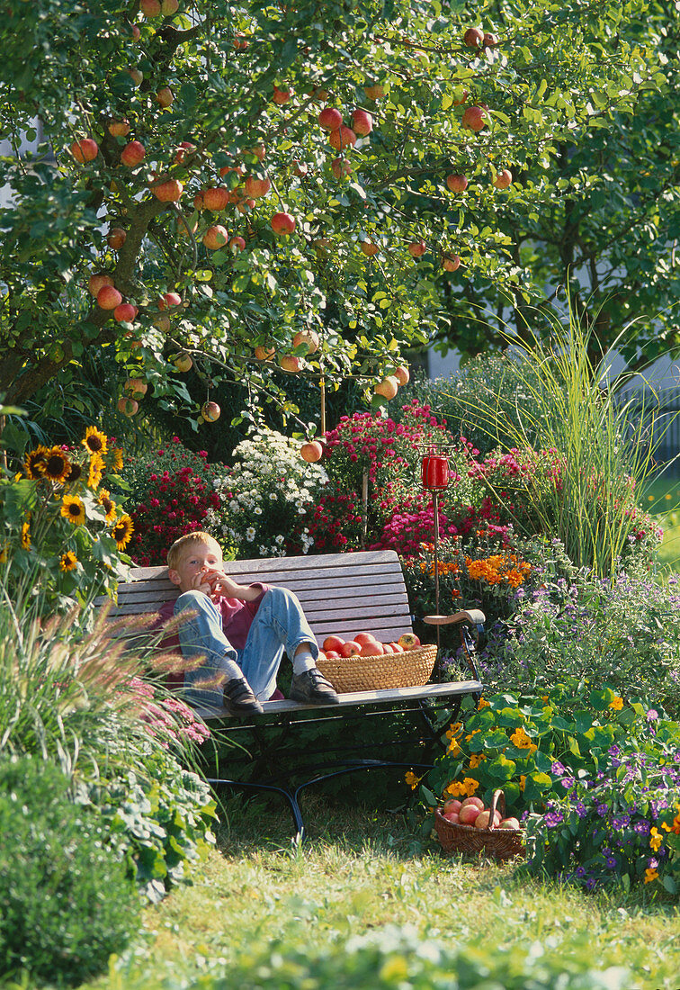 Autumnal garden with apple tree 'James Grieve'