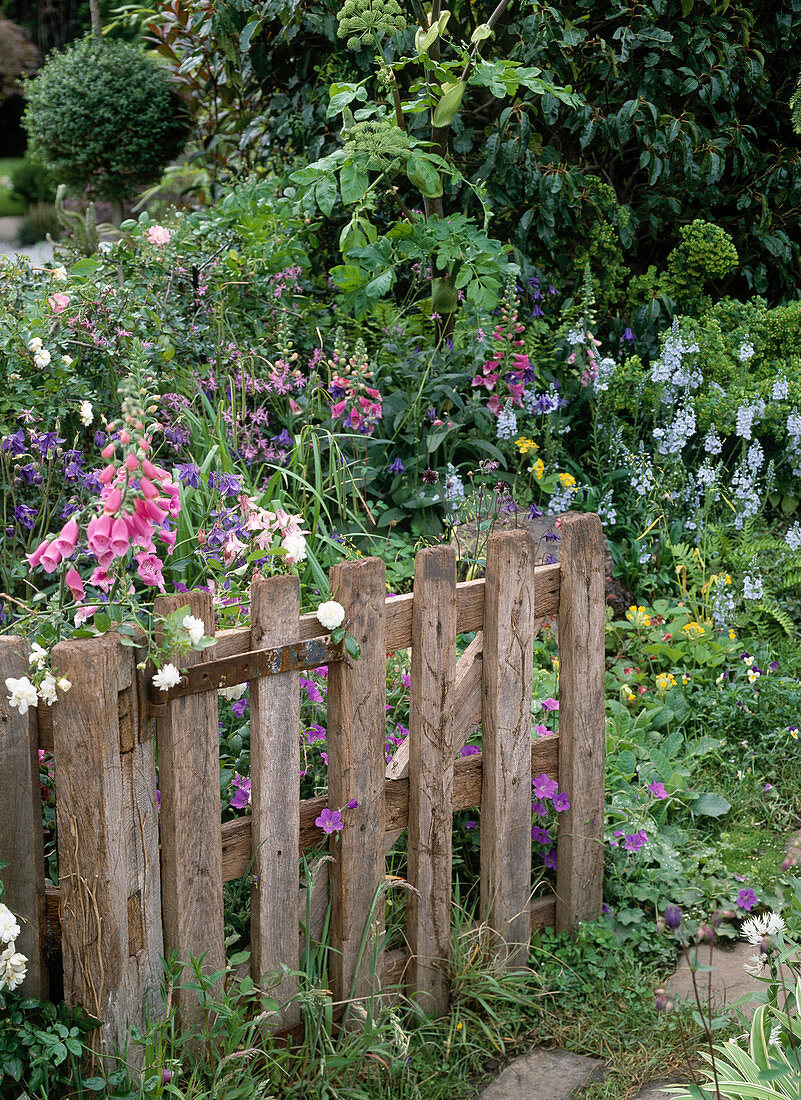 Wooden garden gate: Digitalis purpurea, Aquilegia (columbine)