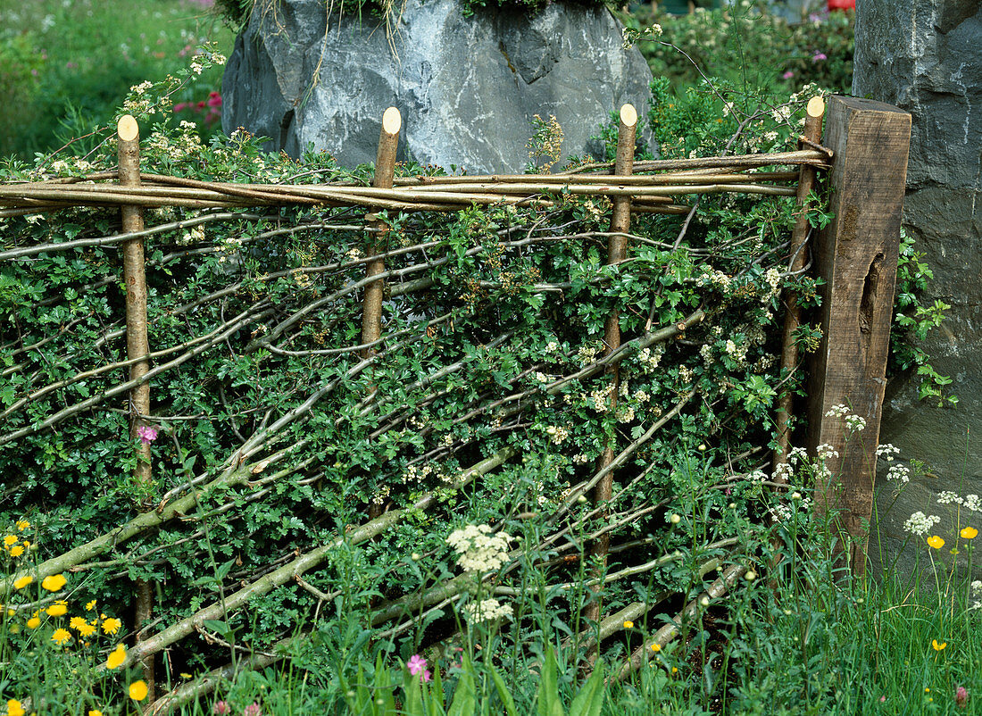 Flechtzaun aus Crataegus monogyna (Weißdorn)