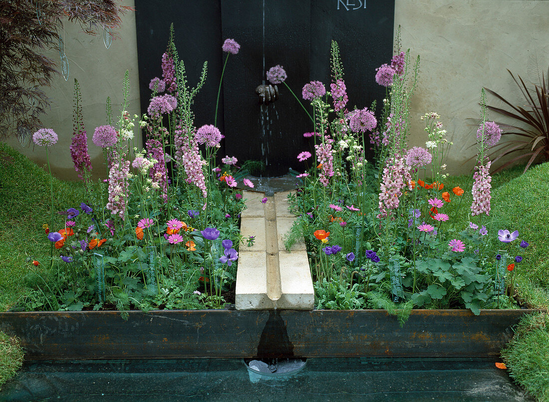 Bepflanzte Wasserrinne mit Allium, Verbascum, Anemone, Aquilegia
