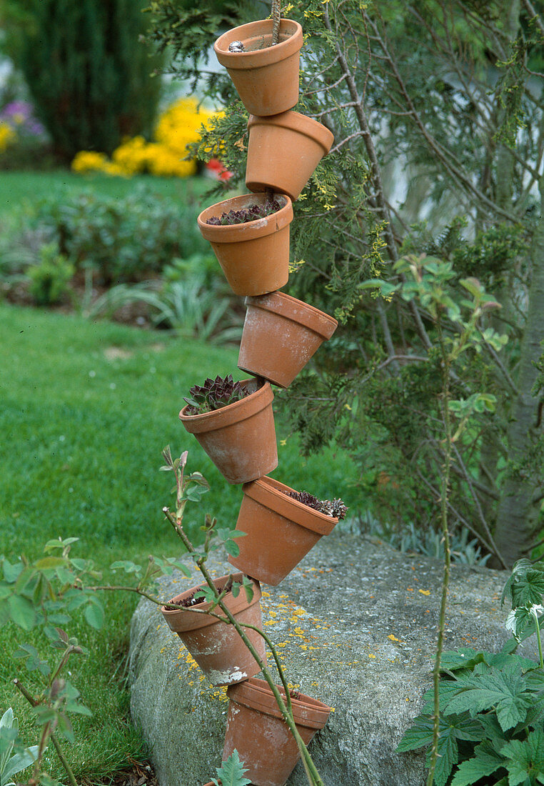 Clay pots planted with Sempervivum on iron rod