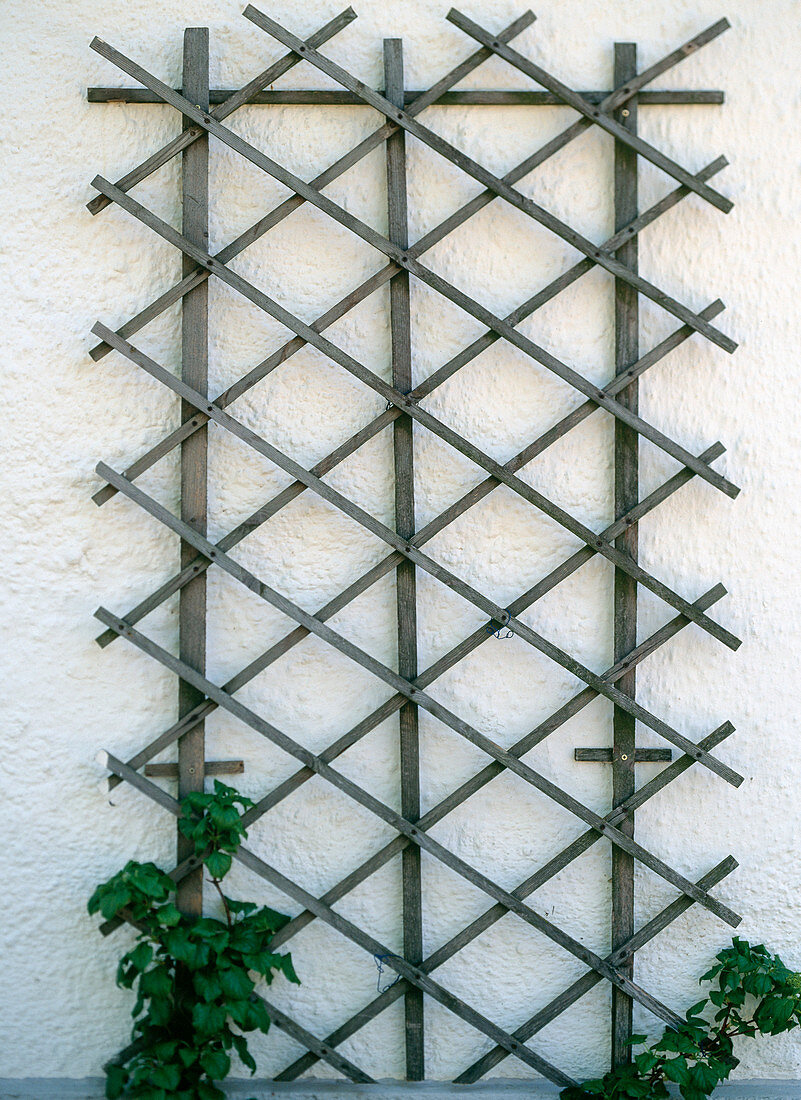 Beautiful trellis as climbing aid on the house wall