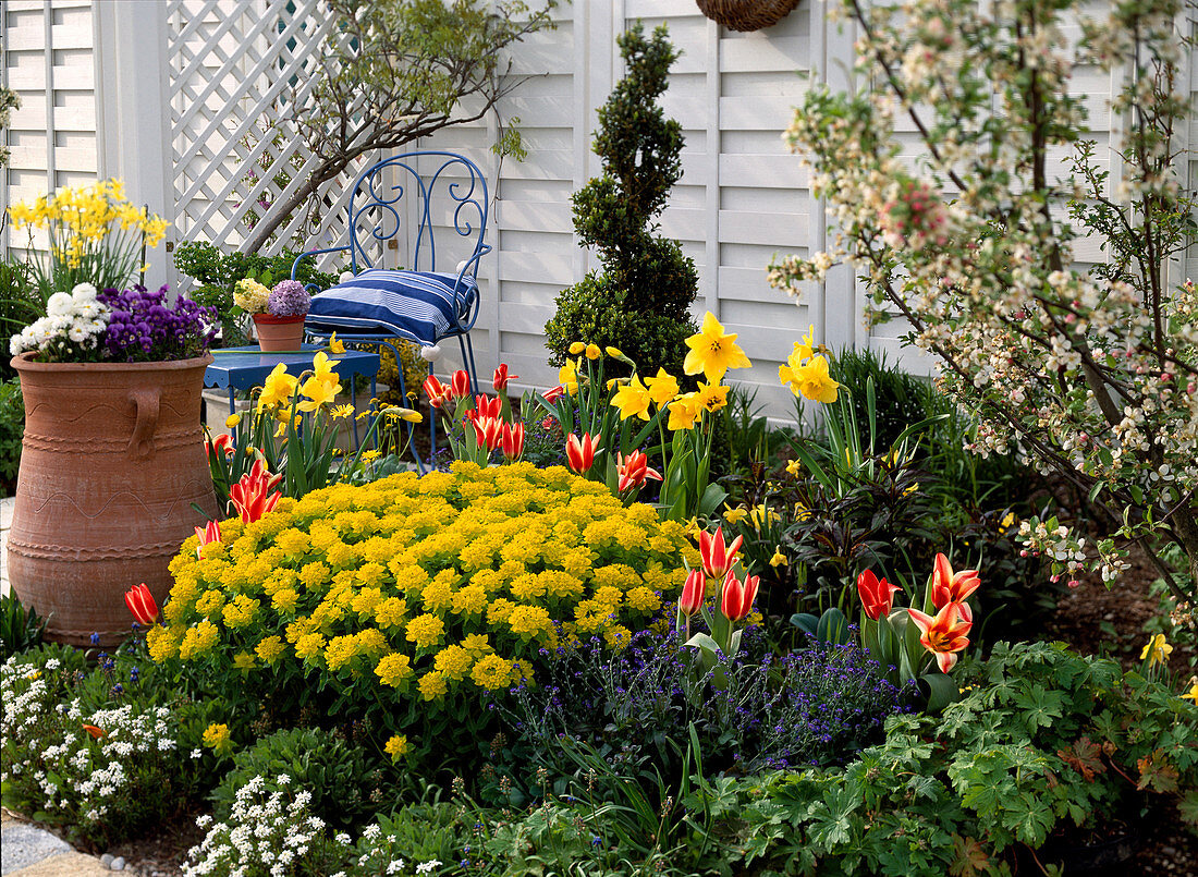 Spring bed with Euphorbia polychroma (spurge), tulipa