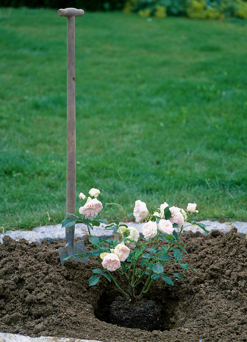 Planting a container rose