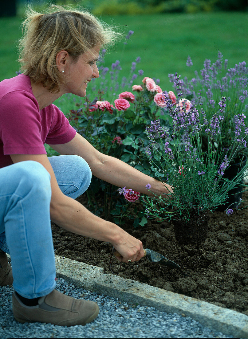 Plant lavender