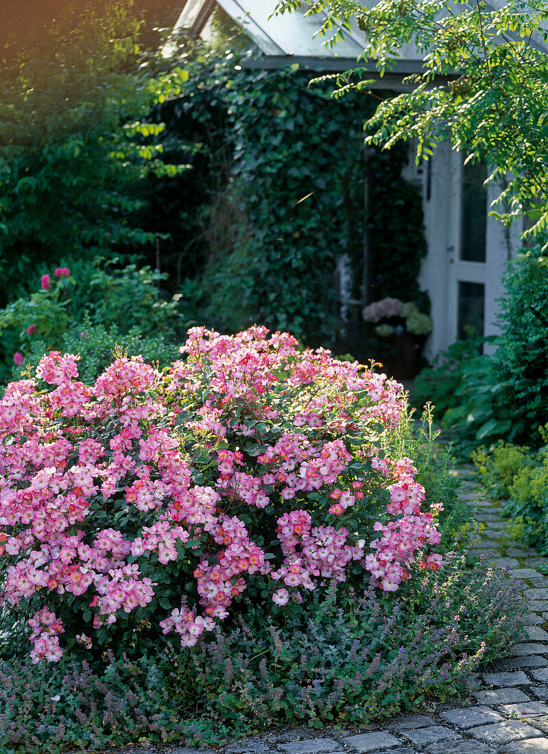 Shrub rose 'Fleurette', repeat flowering, robust, wild roses