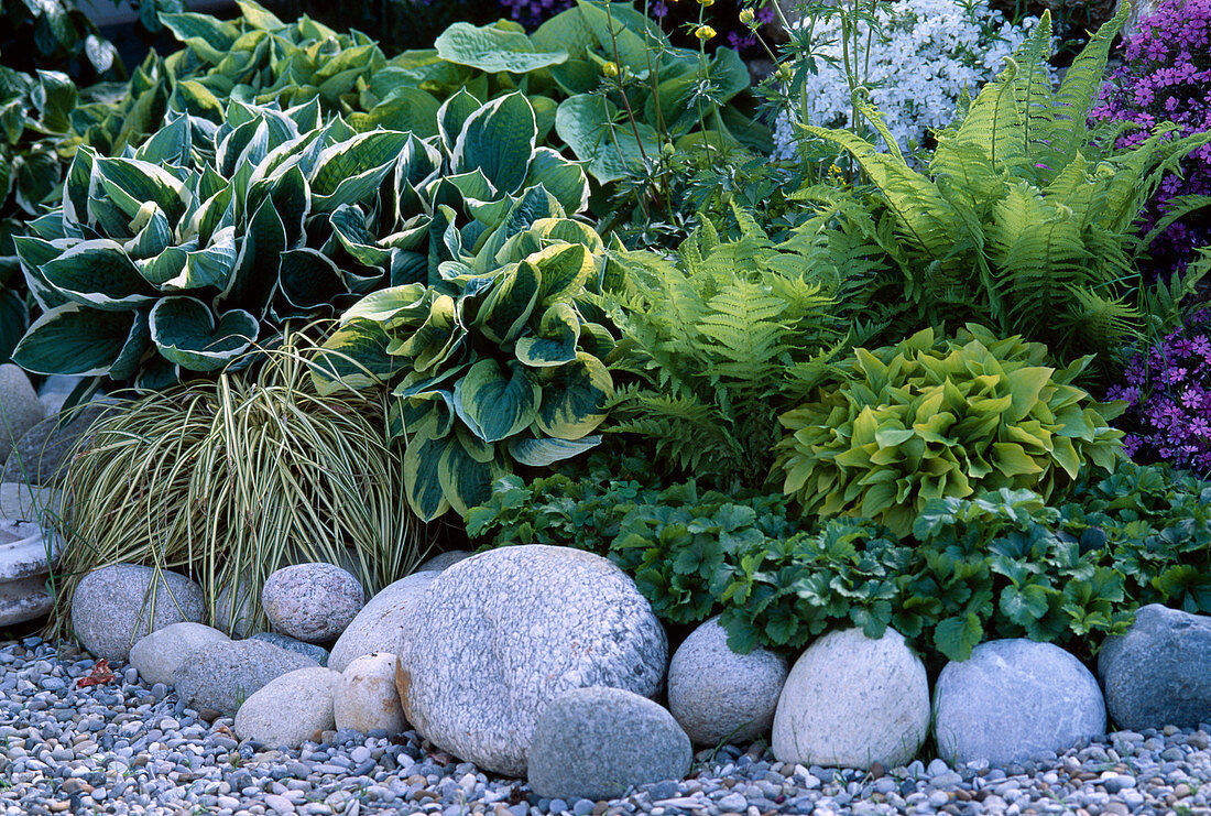 Shade bed with Hosta (funkie), Matteuccia