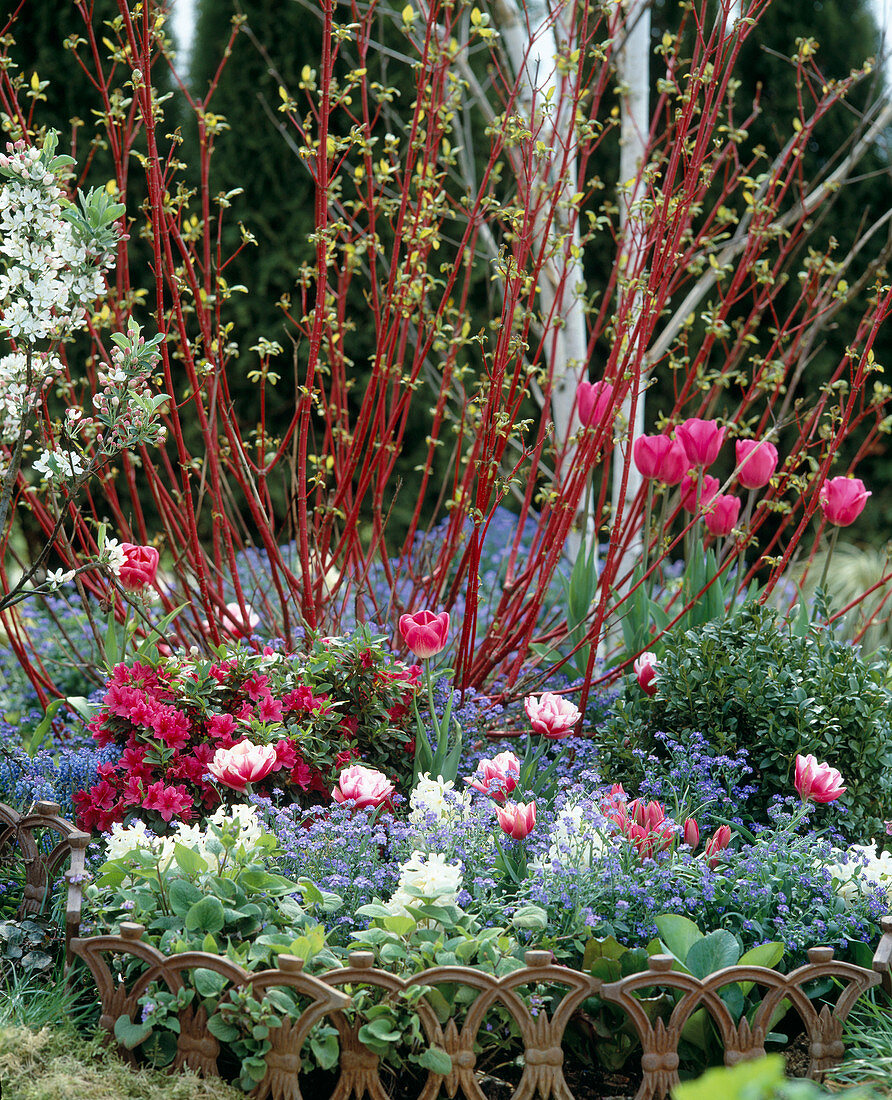 Flowerbed with Myosotis, Hyacinthus, Tulipa, Azalea hybrids, box