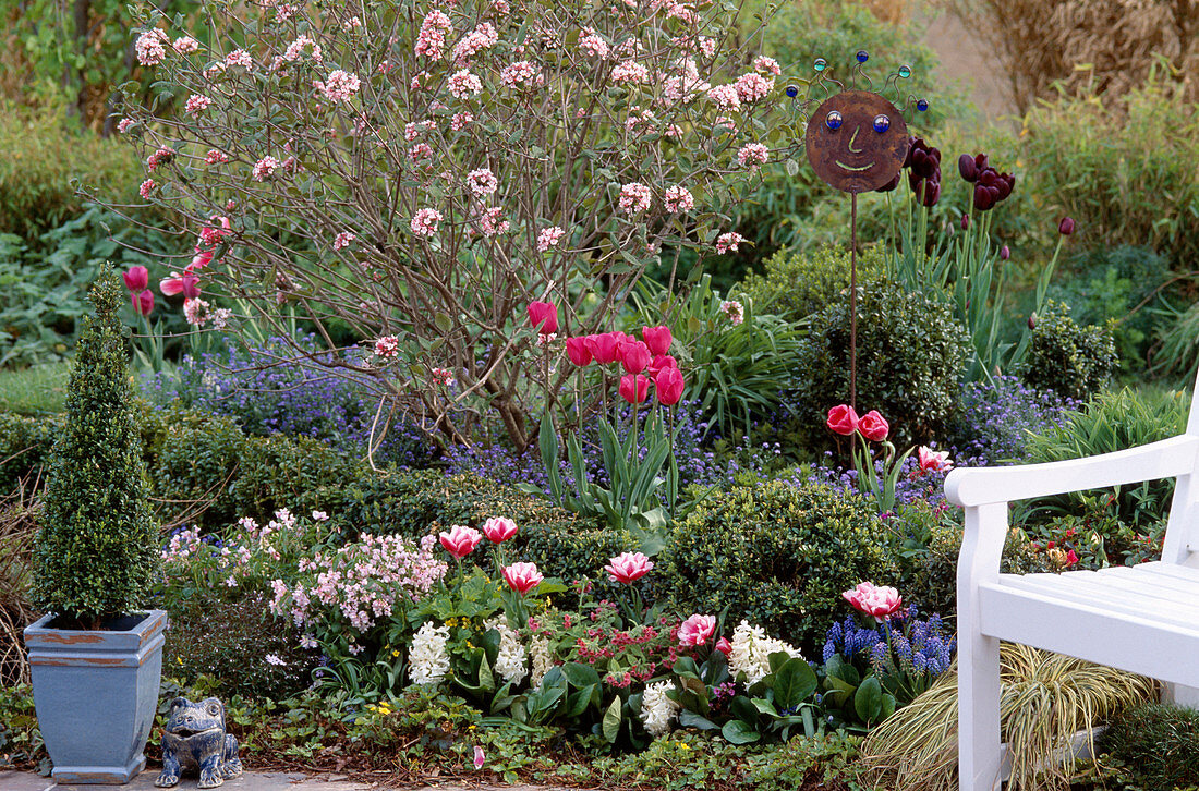 Spring bed with viburnum (scented snowball), Tulipa hybrid