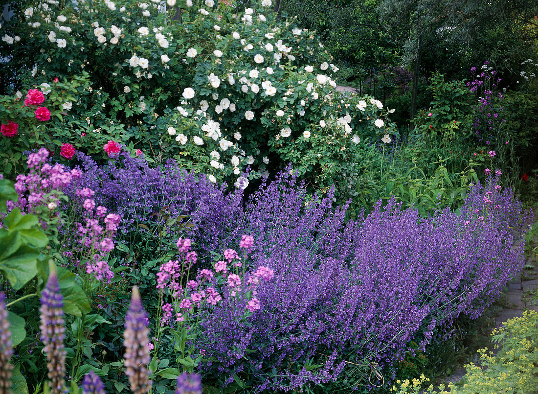 Pink alba 'semiplena', Nepeta fassenii 'Walker's Low'