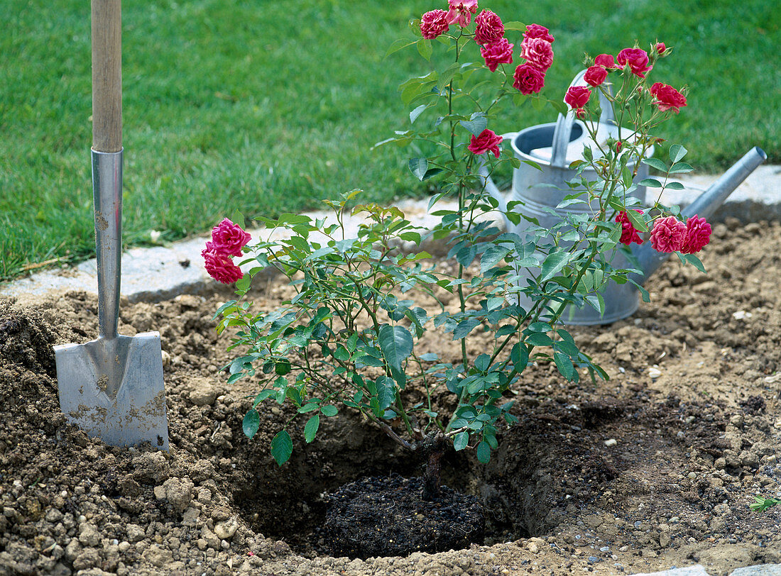 Plant container rose