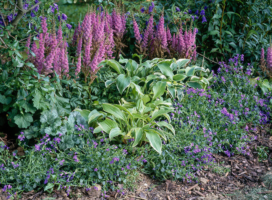 Planting a shade bed (12/12)