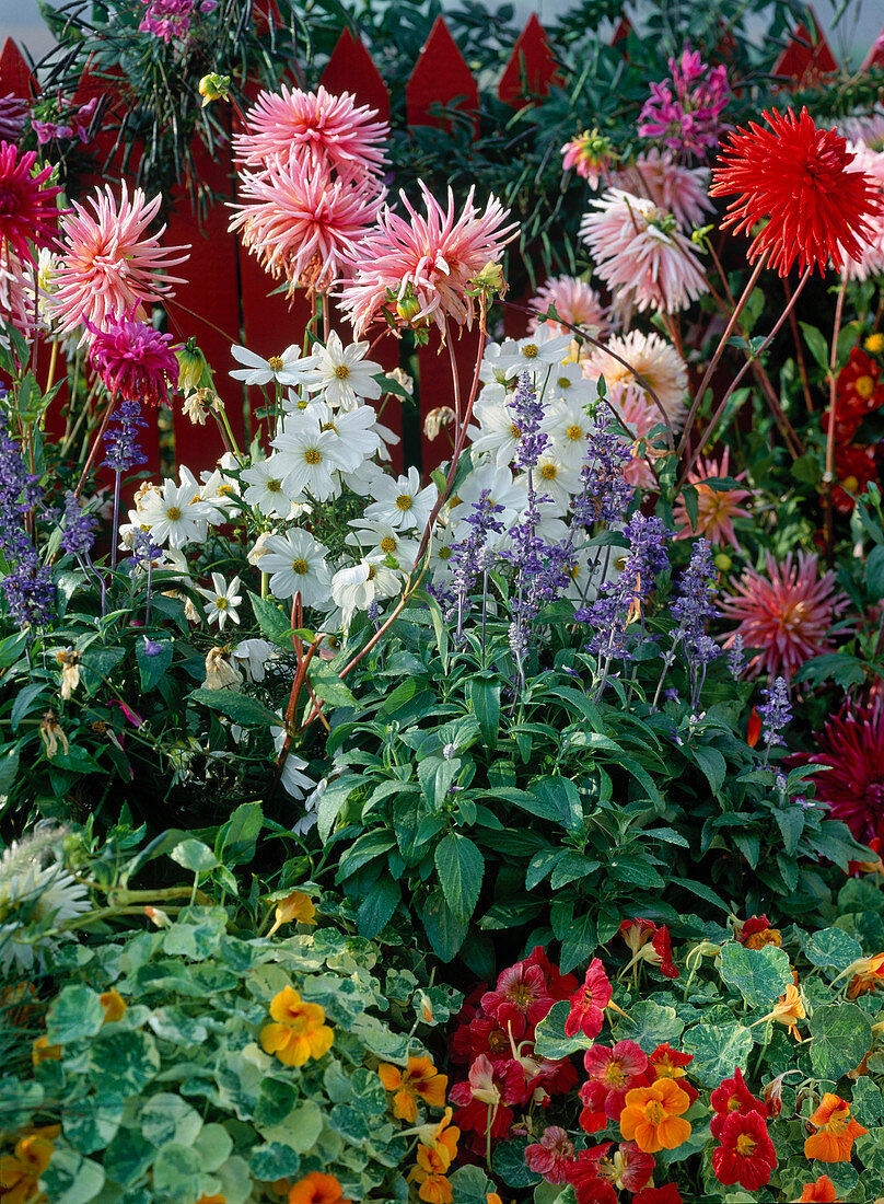 Dahlia hybrid, Cosmos 'sonata White', Salvia farinacea,