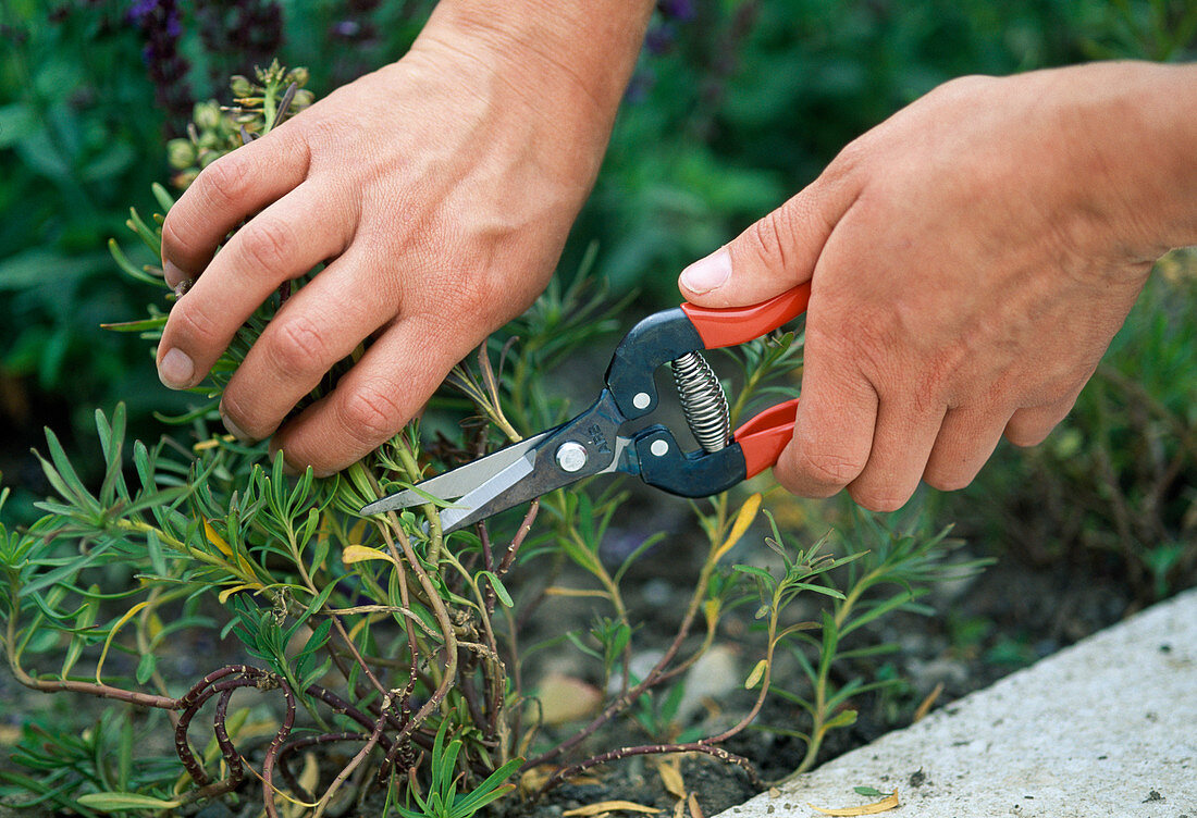 Cutting back Iberis (flower of bloom) … – License image – 12106780 ...