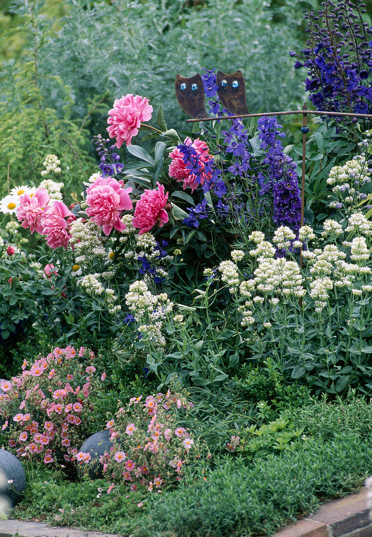 Helianthemum, Paeonia officinalis, Delphinium