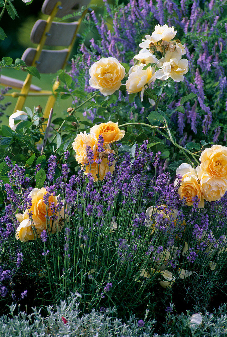 Rose 'Graham Thomas', Lavandula