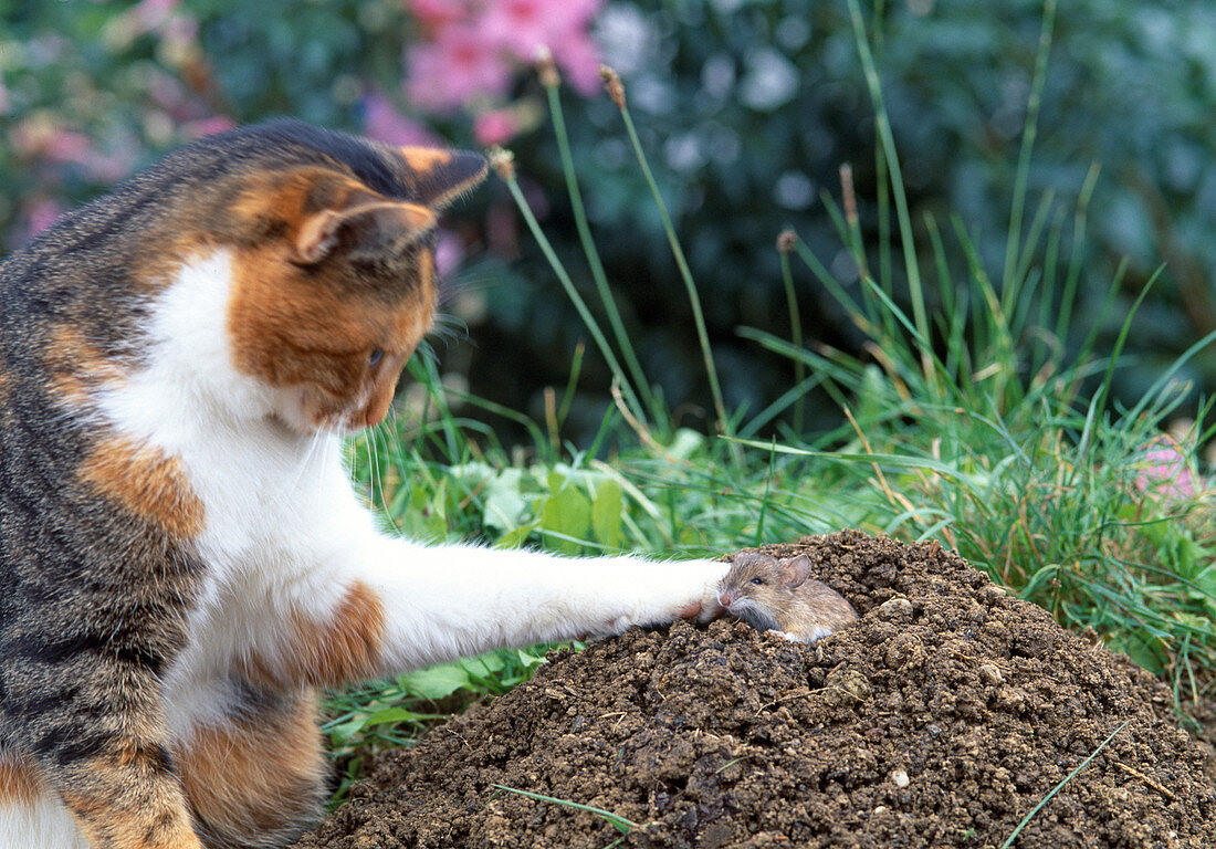 Cat with vole