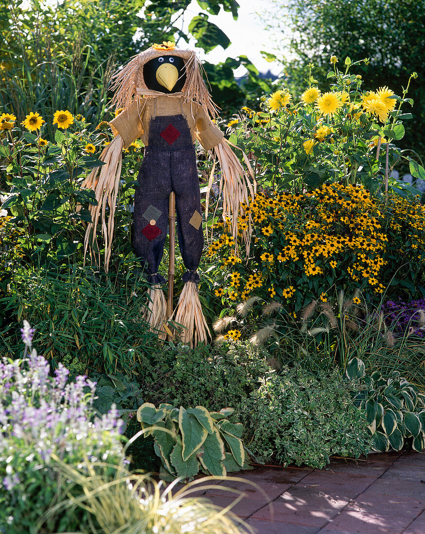 Heliopsis, Dahlia, Rudbeckia triloba, Bamboo Hosta, Mentha