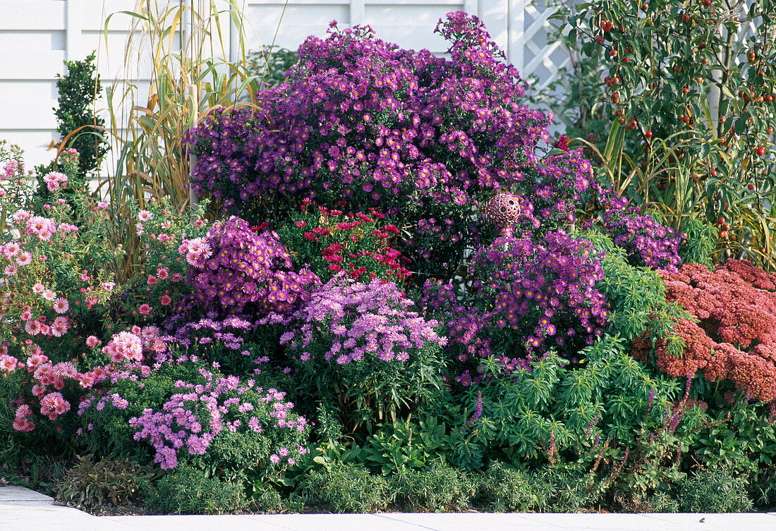 Autumn bed: Aster 'Schöne von Dietlilkon', Sedum