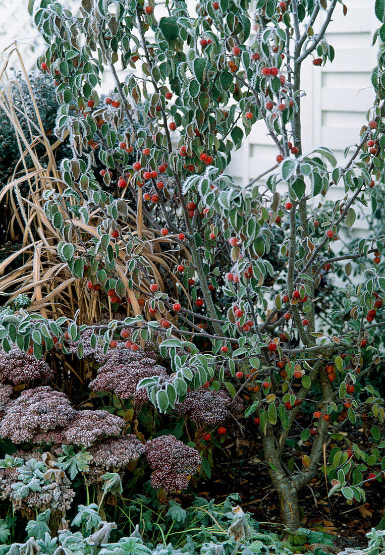 Perennials 2nd year in hoarfrost