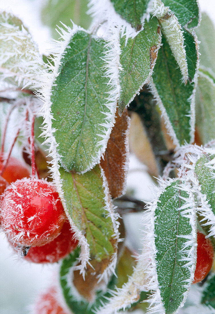 Malus 'Evereste' ornamental apple in hoarfrost