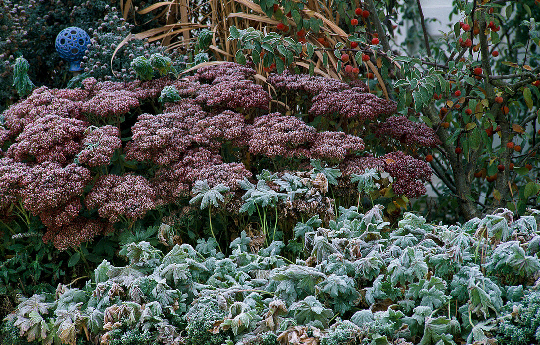 Hoarfrost on herbaceous perennial bed 2nd year