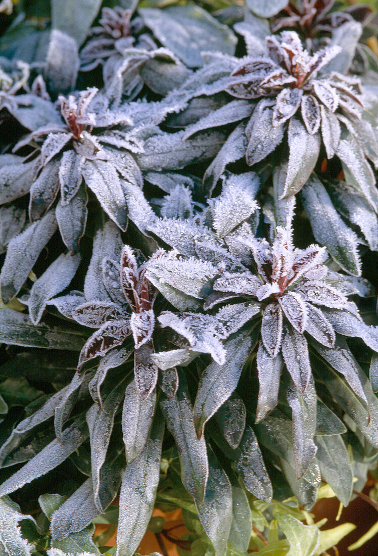 Euphorbia amygdaloides 'Efanthia' in hoarfrost