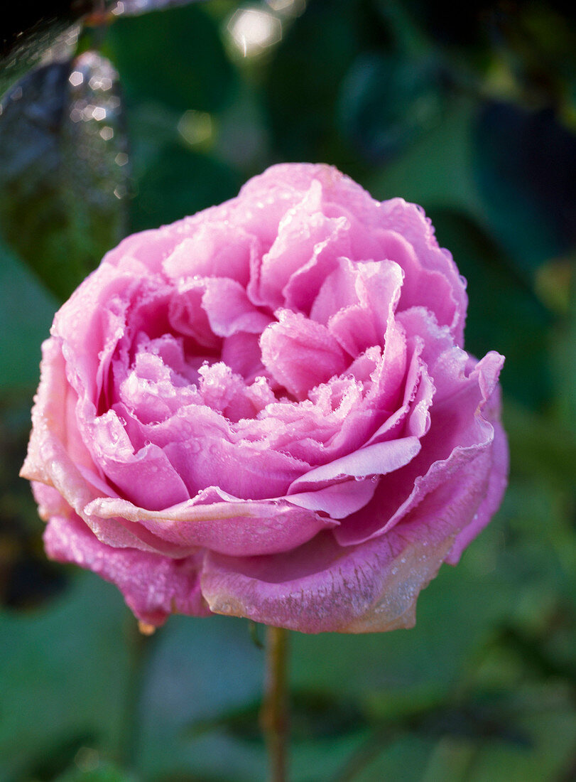 Rosa (Engl. rose) 'Mary Rose' mit Resten von Rauhreif