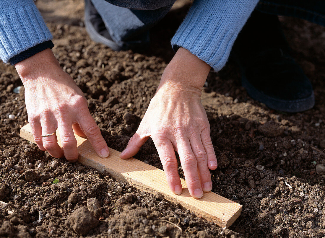 Sow corn salad, sow seeds