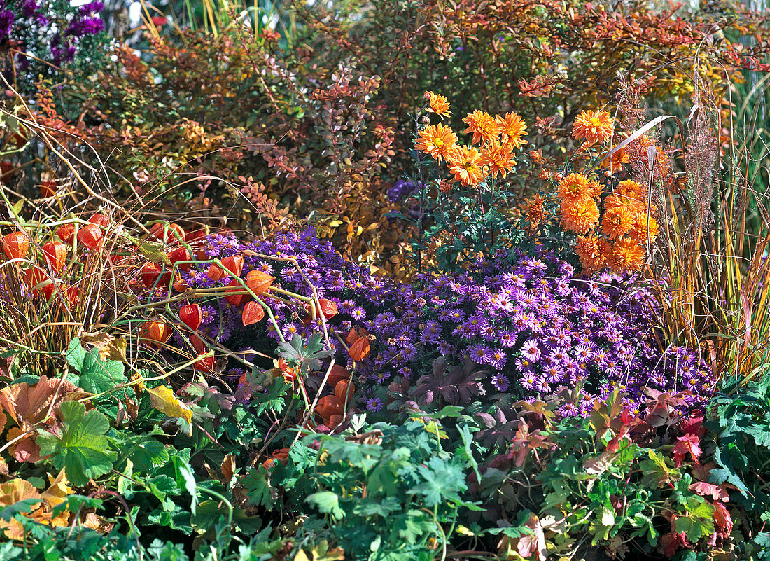 Aster dumosus (Kissenaster), Chrysanthemum (Staudenchrysantheme), Berberis