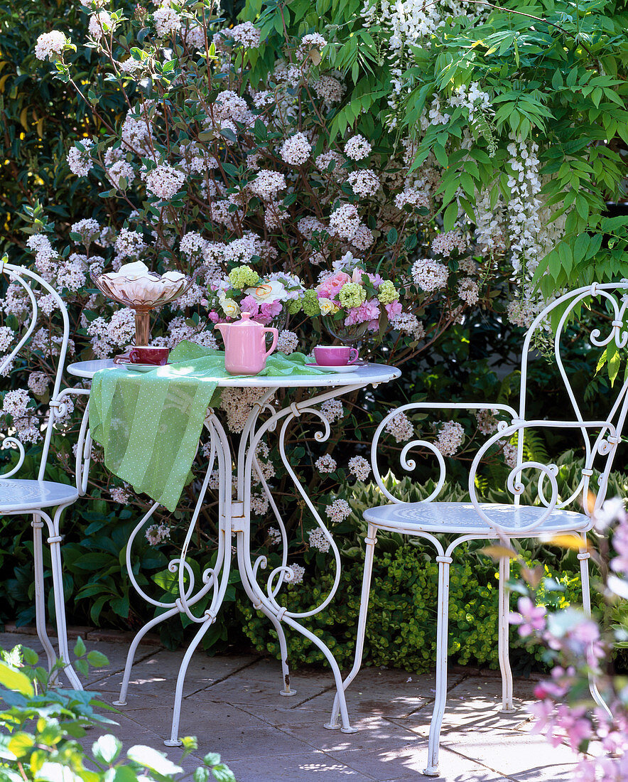 Viburnum carlcephalum / Duftschneeball, Wisteria sinensis 'Alba'