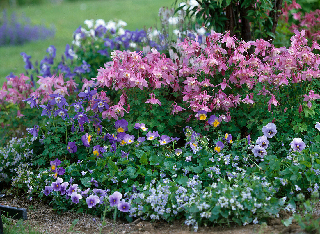 Aquilegia 'Spring Magic' (Akelei), Viola cornuta (Hornveilchen)